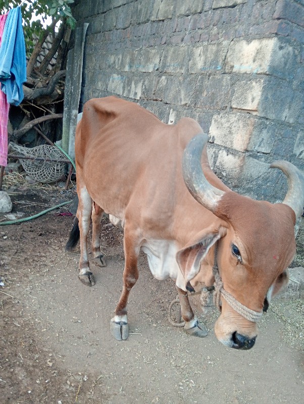 ગાય વેચવાની છે