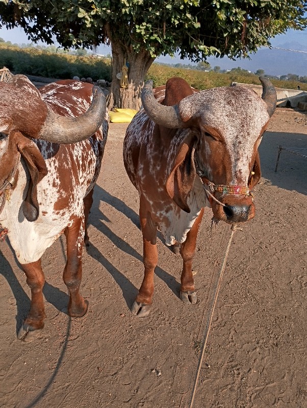 આ વાશડા વેચવાના...