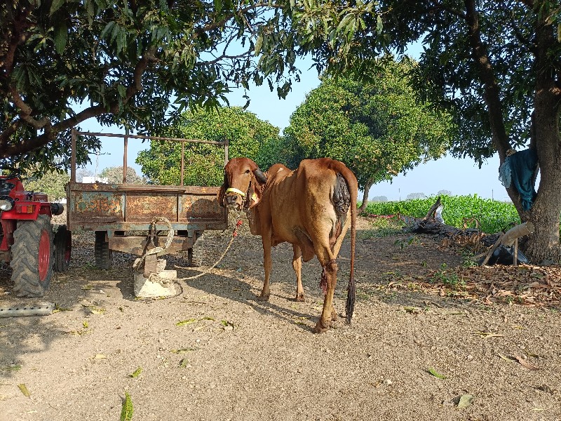 ગાય વેચવાની છે