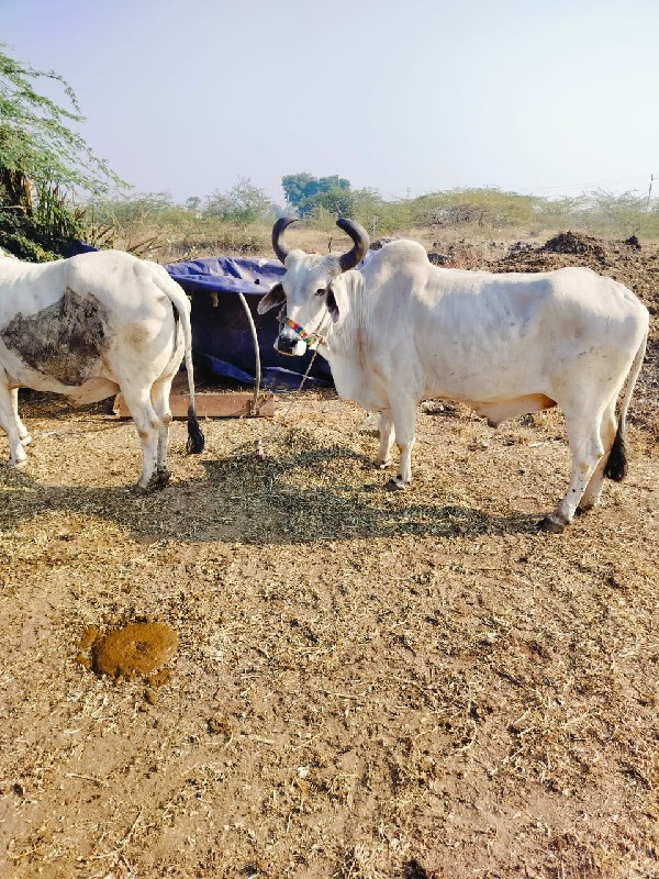 બળદ વેચવાના છે