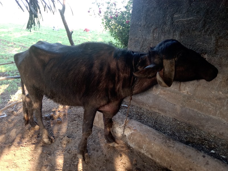 ખડેલી વેસવાની છ...