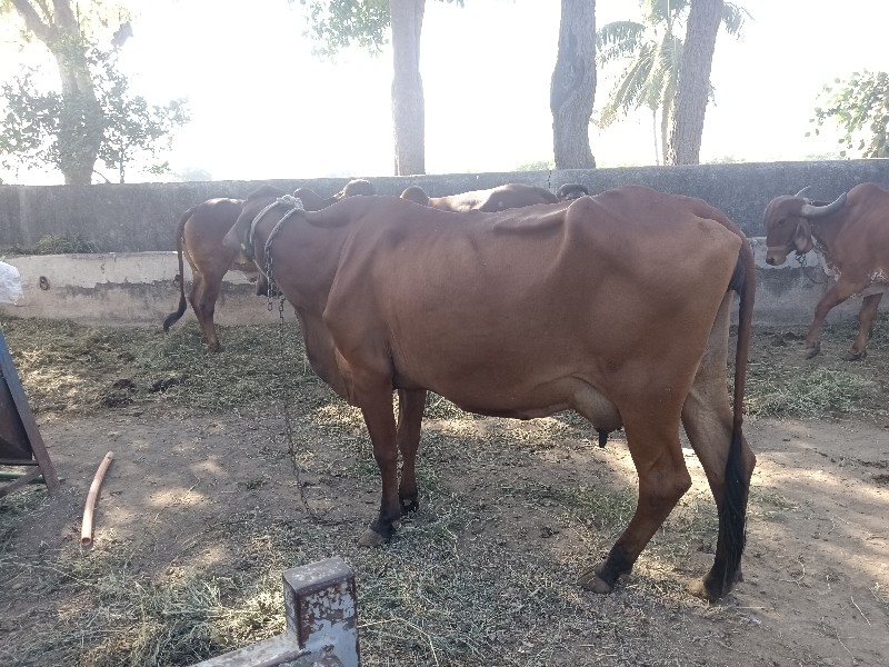 જર્સી ગાય વેચવા...