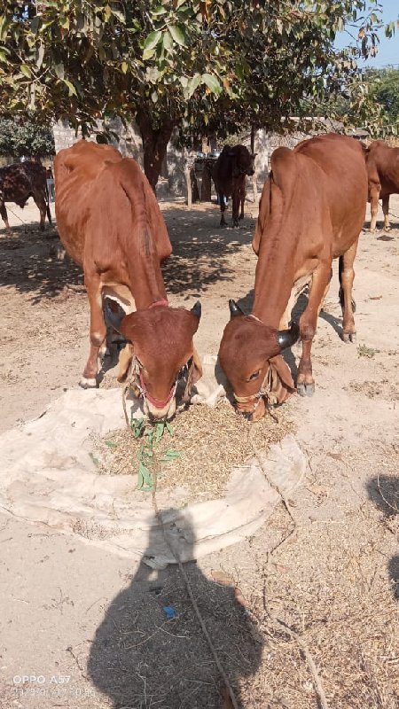 ગોધલા  વેસવાના...