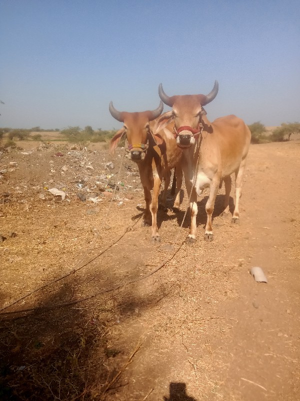 ગાડામાં ચાલુ કપ...