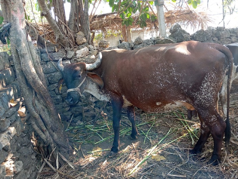 ગાય વેશવાની છે