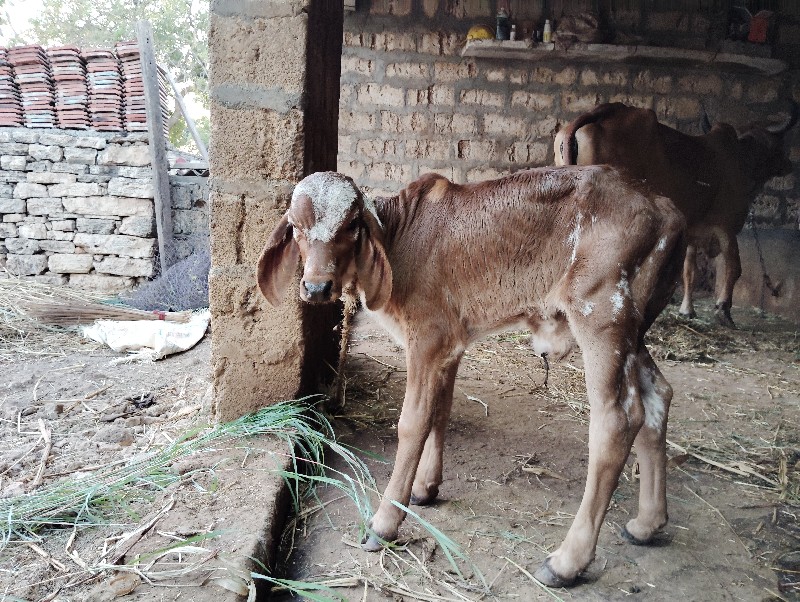 ગાય વેશવાનિ છે