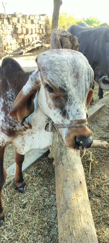 વાછડો આપવાનો છે...