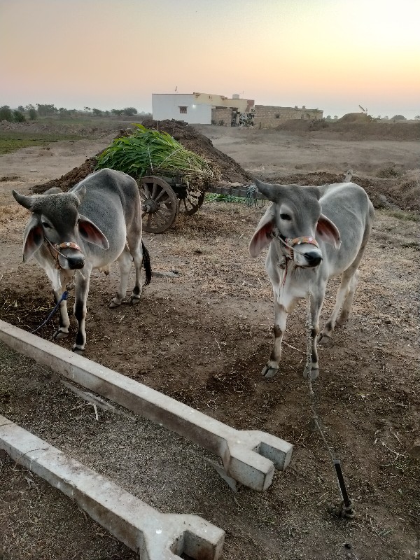 ગોધલા વેચવાના છ...