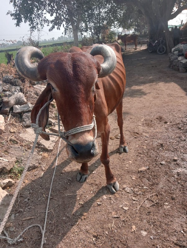 બળદ વેચવાનો છે