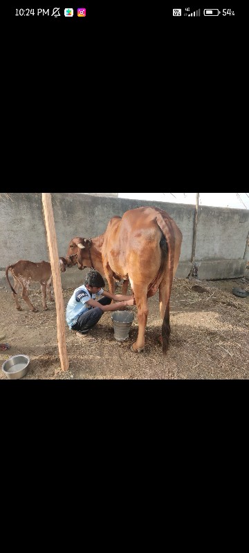 gir cow sell