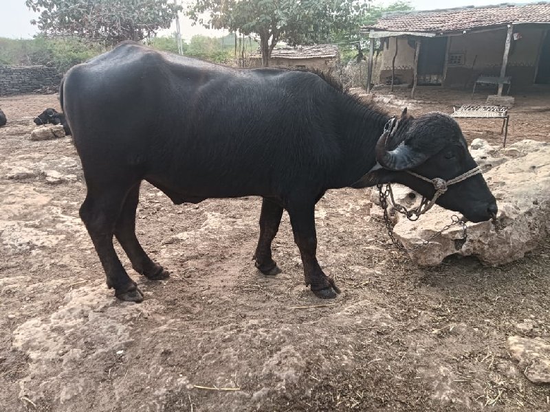 પાડો વેચવાનો છે