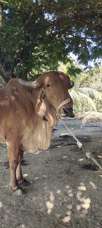 ગાય વેસવાનીછે