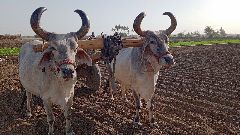 ગોઢલા વેચવા નાછ...