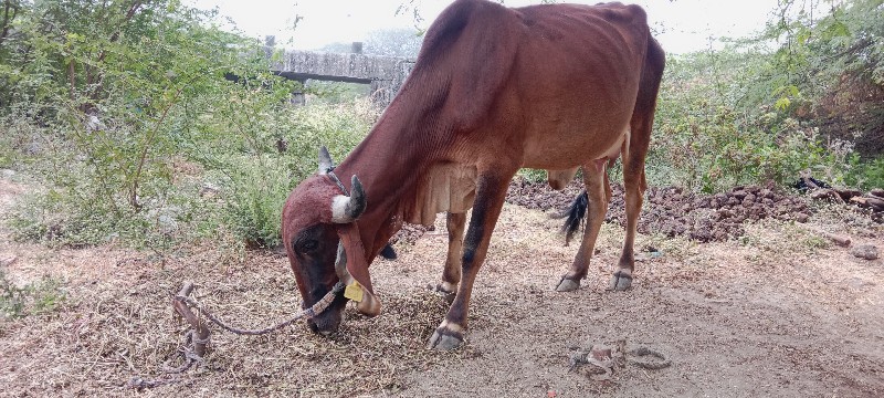 પેલું વેતર ગાય...