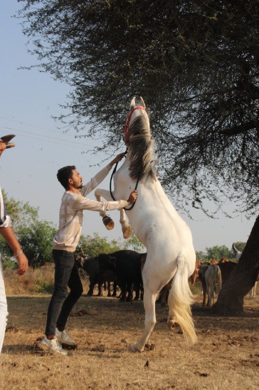 વછેરી વેચવાની છ...