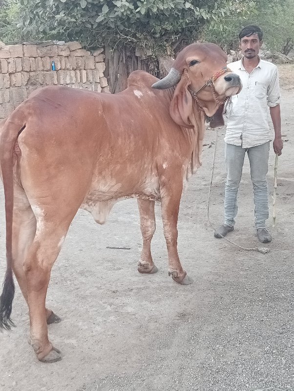 હોડકી વેચવાની છ...