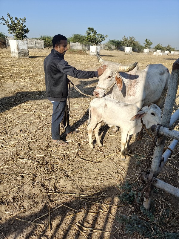 gay vechvani ch...