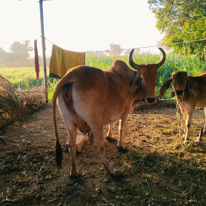 ગાય વહેંચવાની છ...