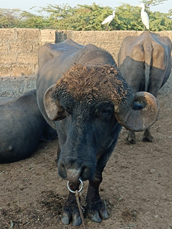 પાડો વેચવાનો છે