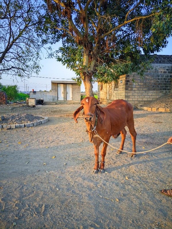 ગીર વાછડી વેચવા...