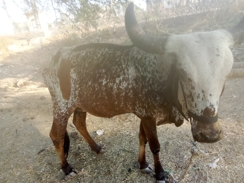 ગાય વેસાવ છે