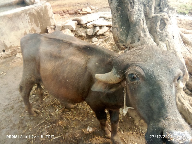 પાડો