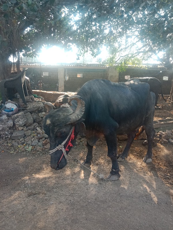 ભેસવેસવાનીછે