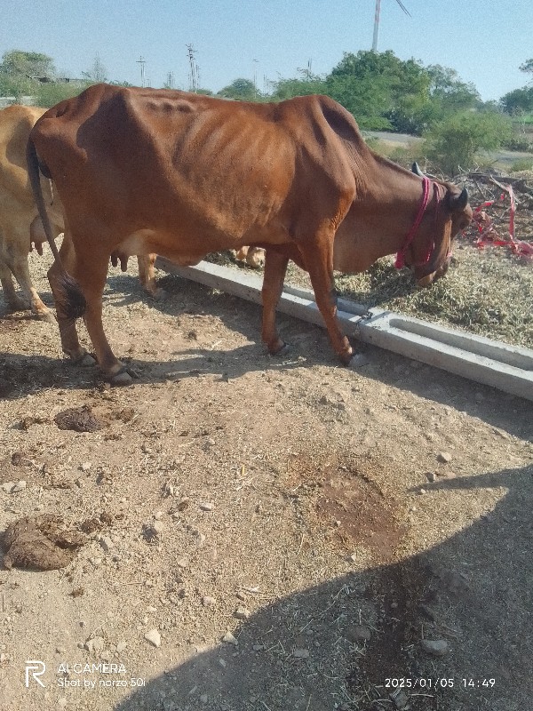 ગાય વેચવાની છે