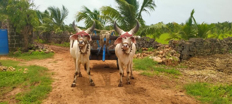 બળદ વેશ વા ના સ...