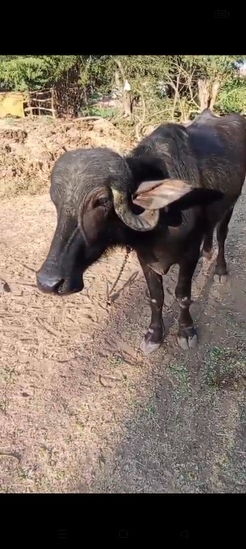 ખડેલી વેચવાની છ...