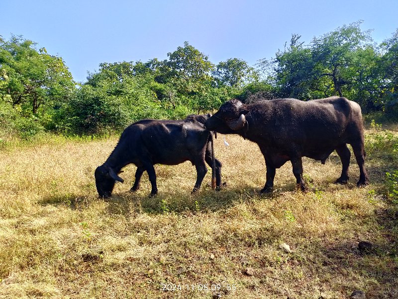 બધી જવાબદારીથી...