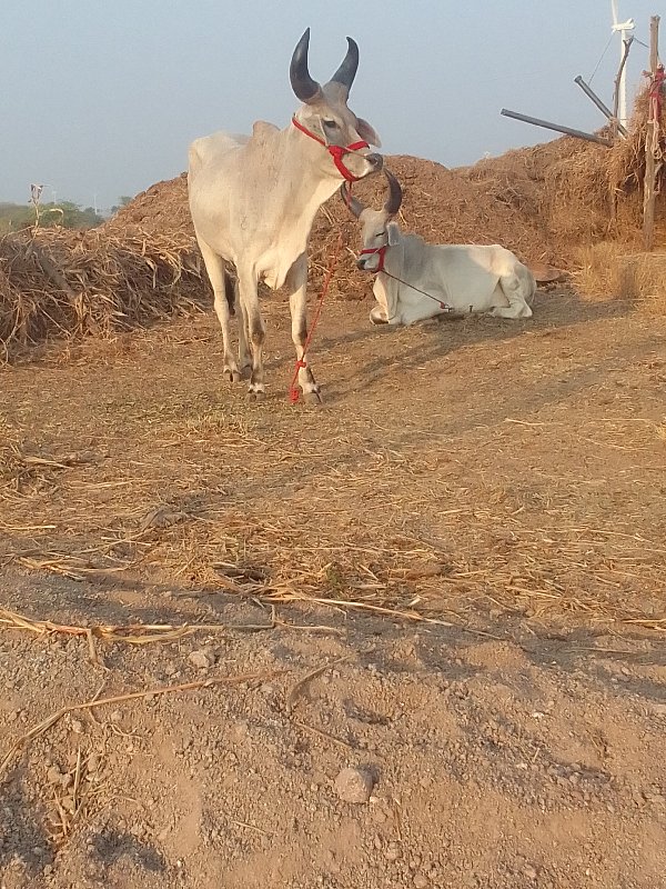 ગાડામાં હાલતા છ...