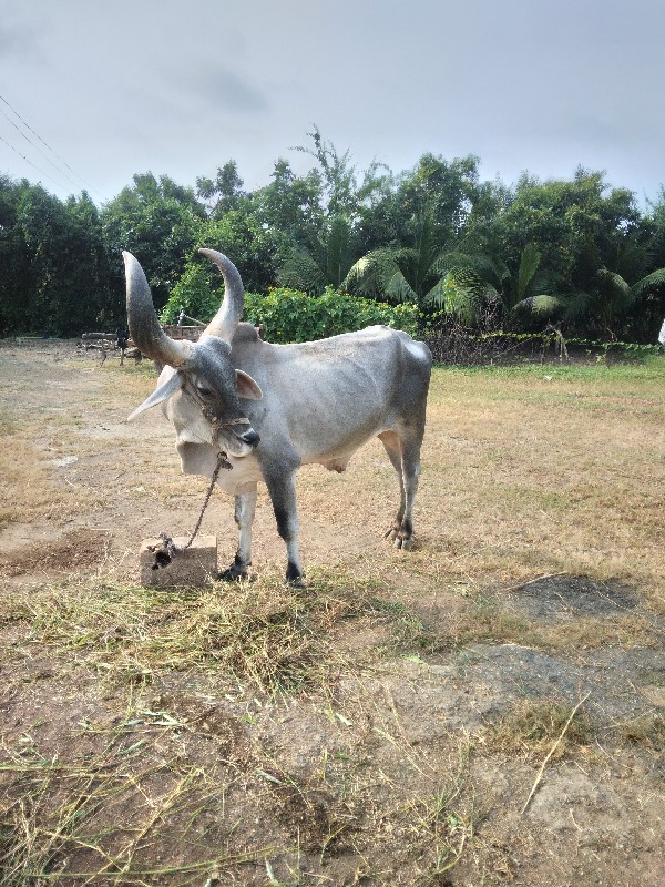 બળદ વેચવાનોછે