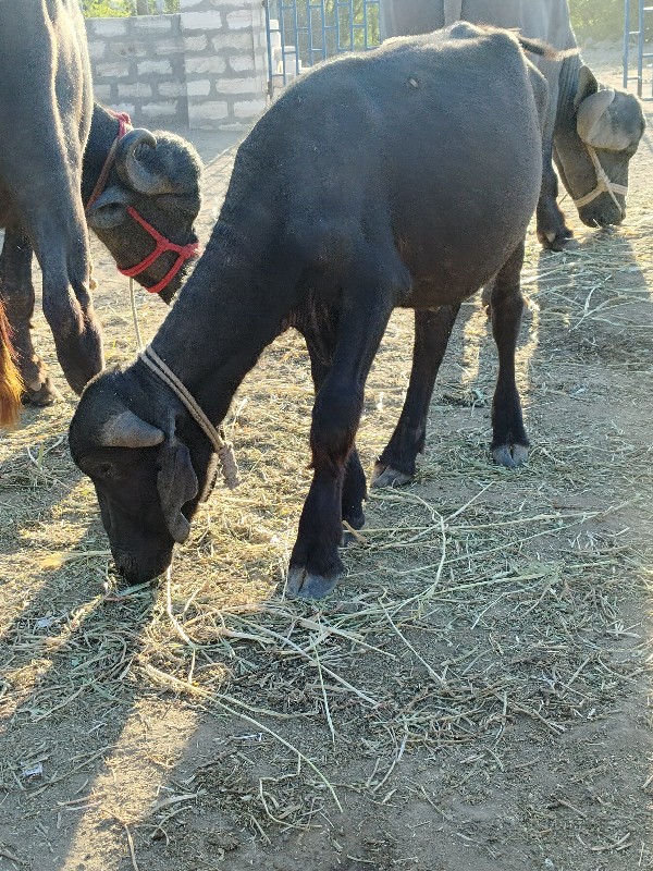 પાડી વેચવાની છે