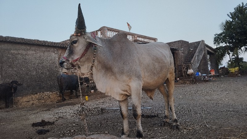 ગોંડલા આપવાના છ...