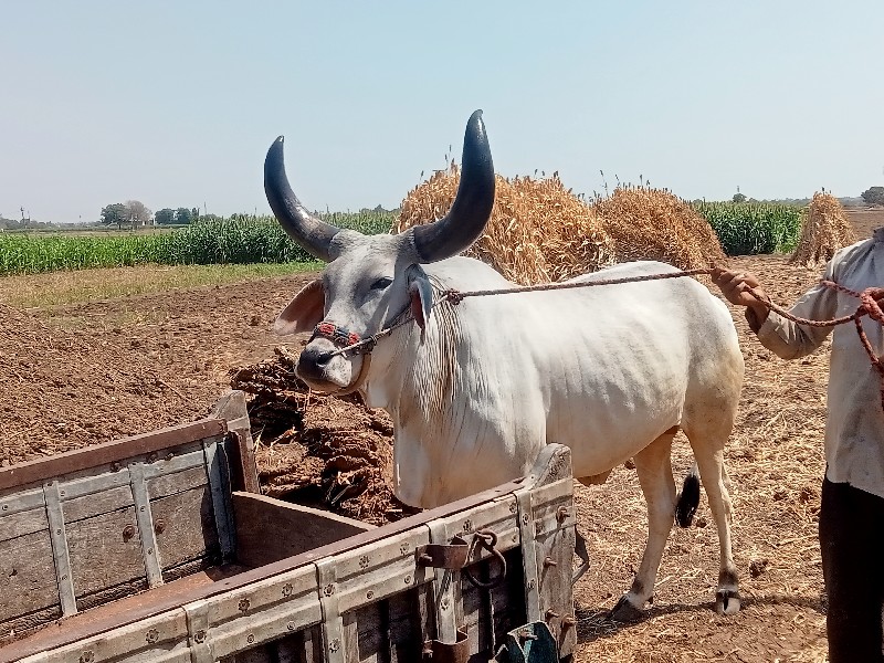 બળદ વેચવાના છે