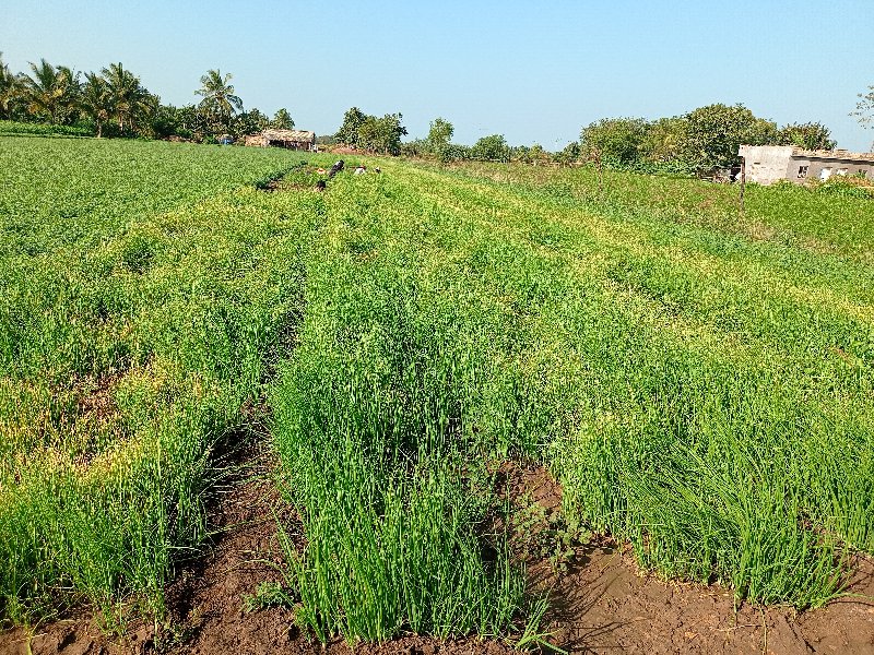 . ડુગળી  નો રોપ