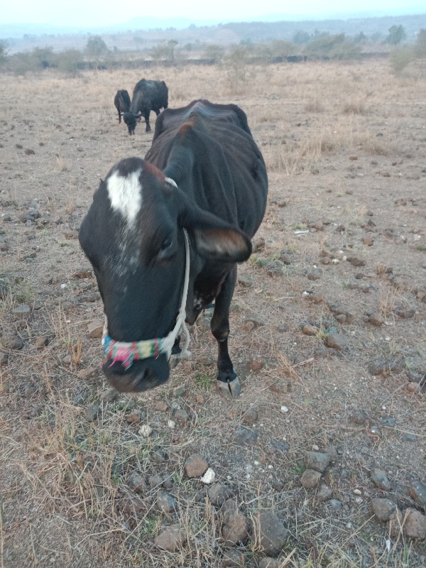 ગાય વેચવાની ગાભ...