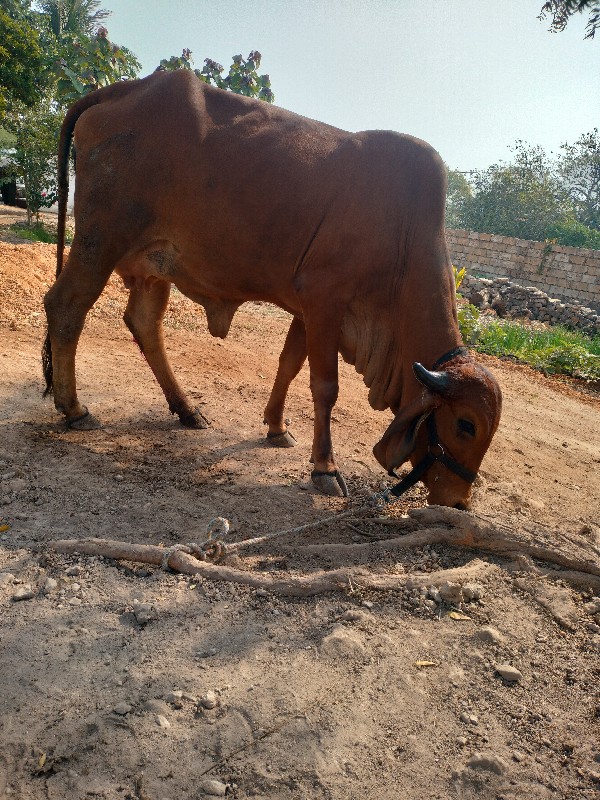 ગાય વેચવા ni ch...