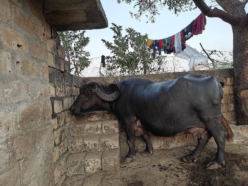 ભેંસ વેચવાની છે