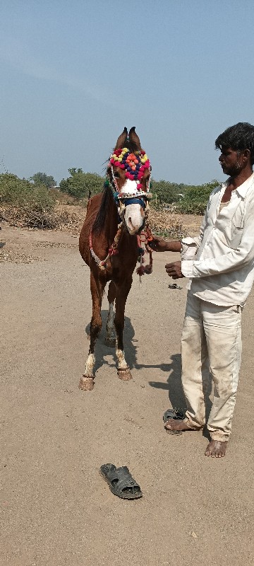 મોરવાડા ગામ