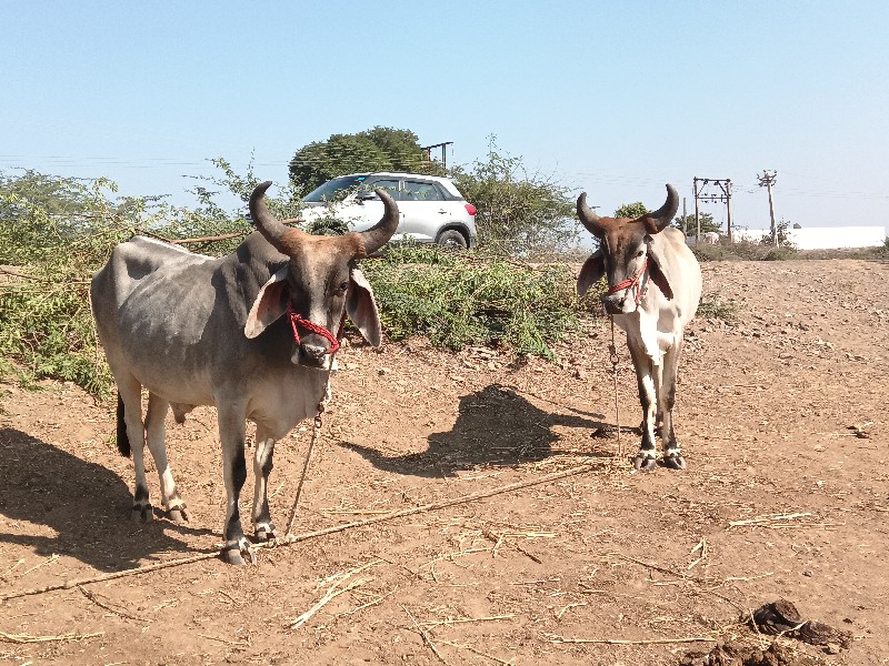 ગાડામાં હાલતા હ...