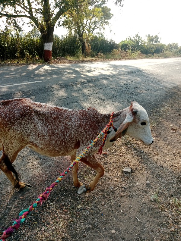 હા