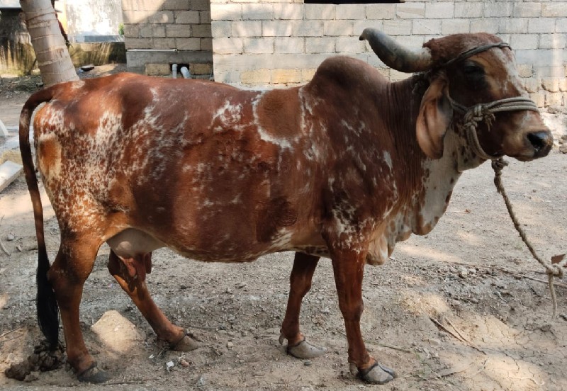 ગાય વેચવાની છે.