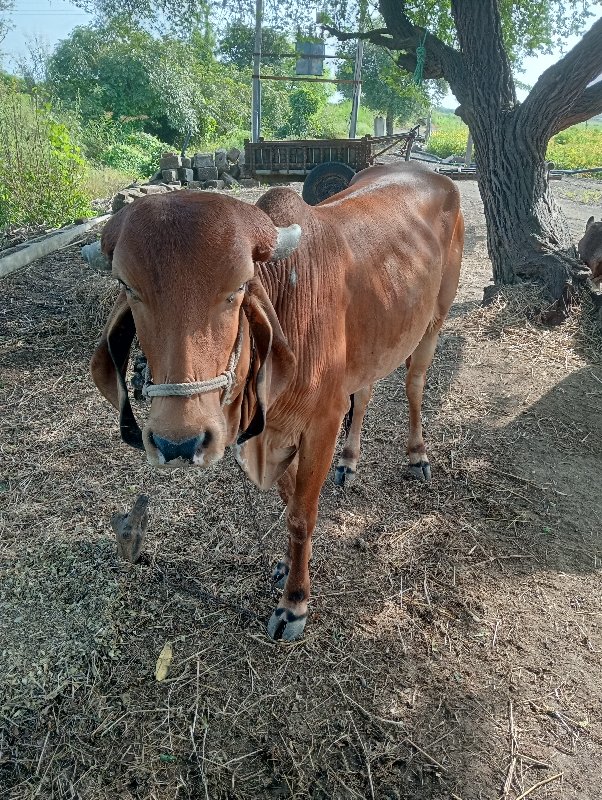 ગીર વાછડી વેચવા...