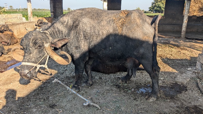 ભેંસ વેચવા ની છ...