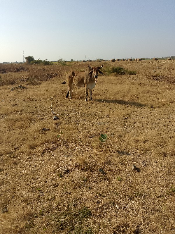 બળદ વેચવાના છે