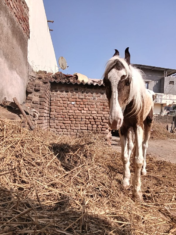 ભોજાભાઈ