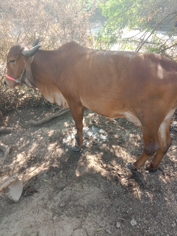 ગાય વેચવાની છે