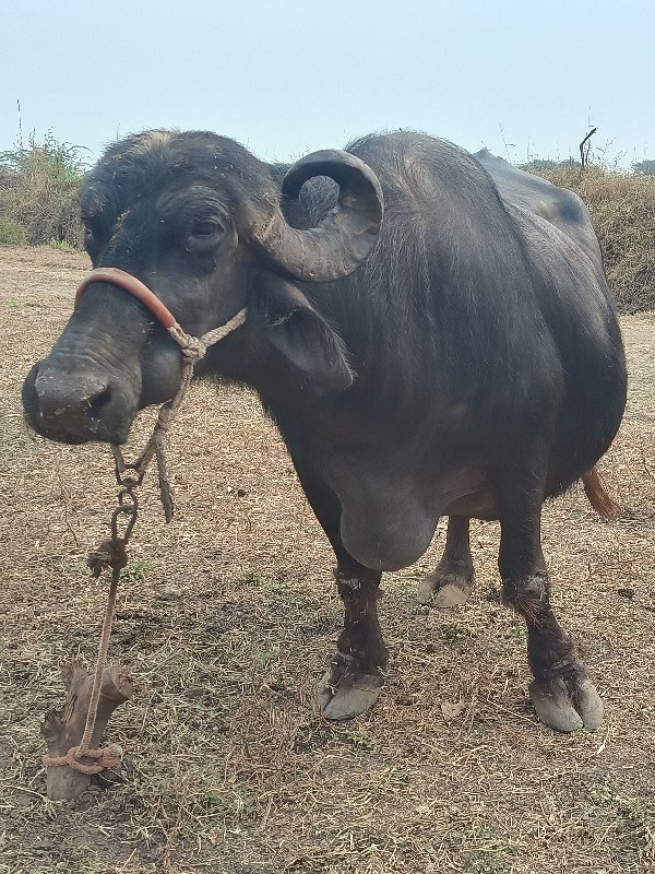 ભેંસ વેચવાની છે